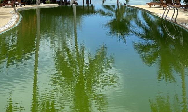 eau verte piscine